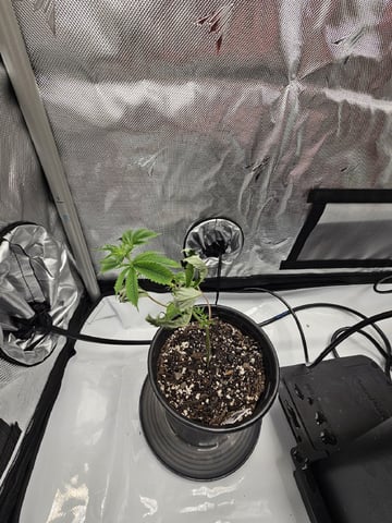 First Grow — vegetative, day 4