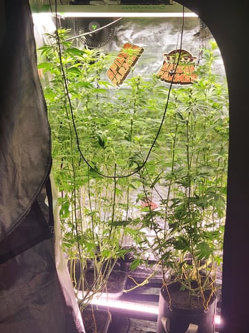 Hashburger And Lemon Deisel — harvest, day 3
