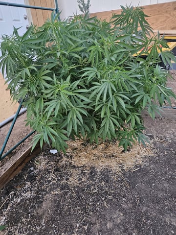 Sour Headies/OGBX1 — vegetative, day 54