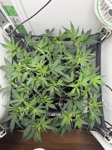 Indoor & Outdoor Grow 6 — flower, day 31