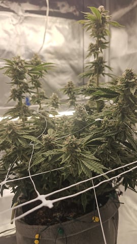 Jelousy Fast(Photo) & Ultra Voilet (Auto) — flower, day 62