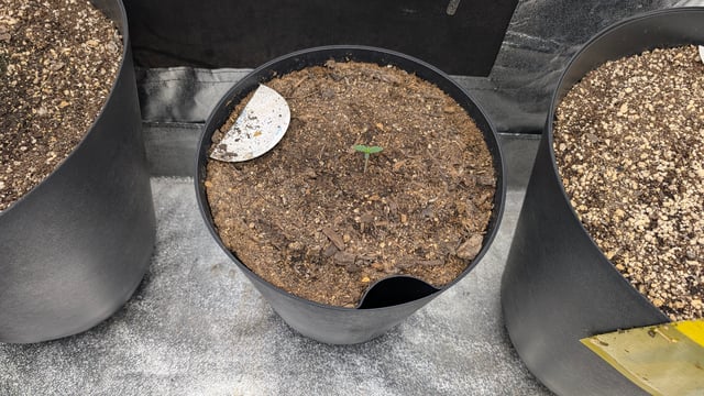 Mixed Grow — grow_setup, day 27