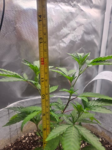 Looking for advice! — vegetative, day 18