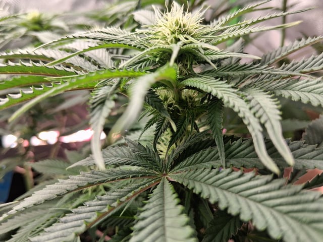 fruity pebbles, cap junky — flower, day 74