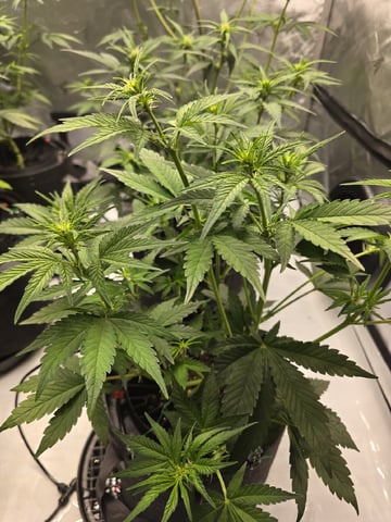 2nd Grow Lemon Cherry Cookies — vegetative, day 36