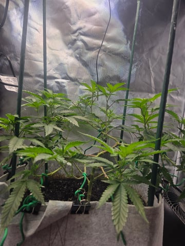 Looking for advice! — vegetative, day 45