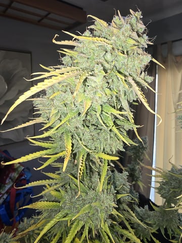 3rd Auto Grow — flower, day 123