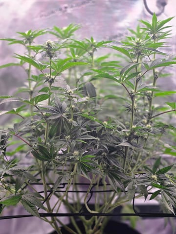 Northern lights #10 (Alaska) — flower, day 53