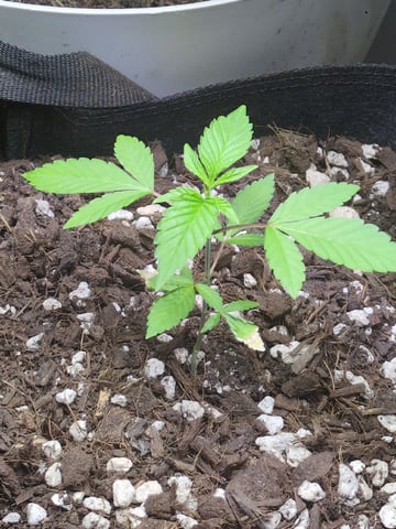 Audrey III — vegetative, day 41