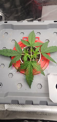 El Chemi Kiwi autoflower  — vegetative, day 13