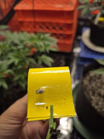 Grow 1 2026 Dream Widow