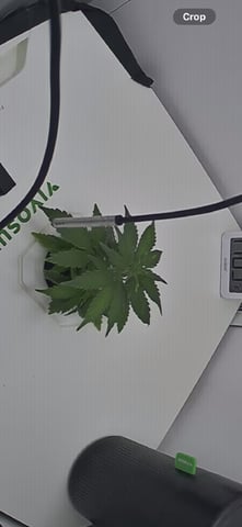 Mindfield - with Girl Scout Cookies (auto) — vegetative, day 1