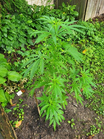 Bread — vegetative, day 18