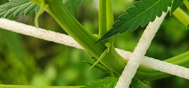 Outdoor 2026 — vegetative, day 50