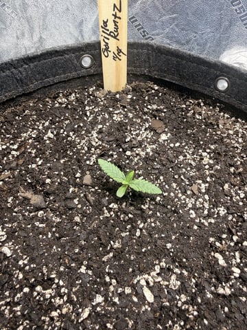 Gorilla Runtz — vegetative, day 7