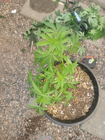 Ghetto Growing — grow_setup, day 25