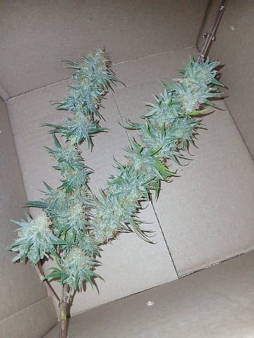 fruity pebbles, cap junky — flower, day 108