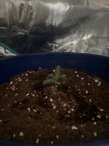 SOUR APPLE (2nd attempt) — seedling_rooting, day 20