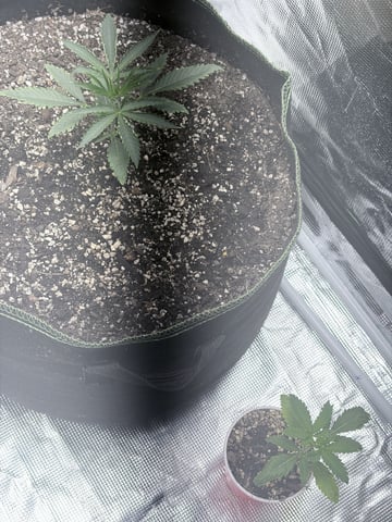 New LADIEZZ — seedling_rooting, day 24