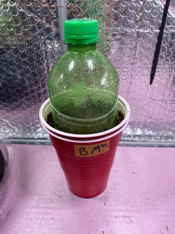 blackberry marshmallows  — grow_setup, day 1