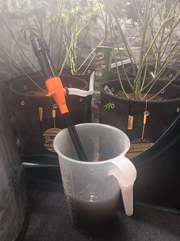 Gurilla Glue #4 × Samsquatch autos — flower, day 84