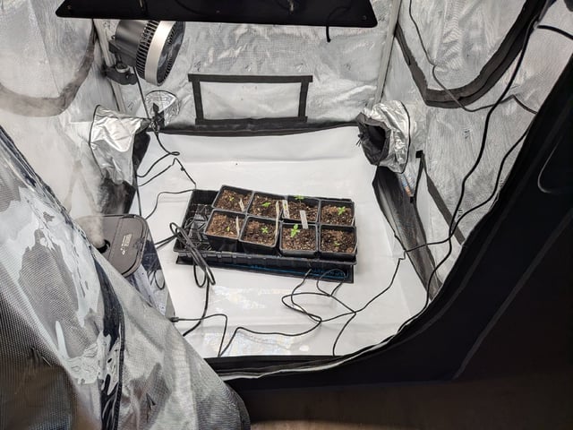 Grow Tent Starts — seedling_rooting, day 14