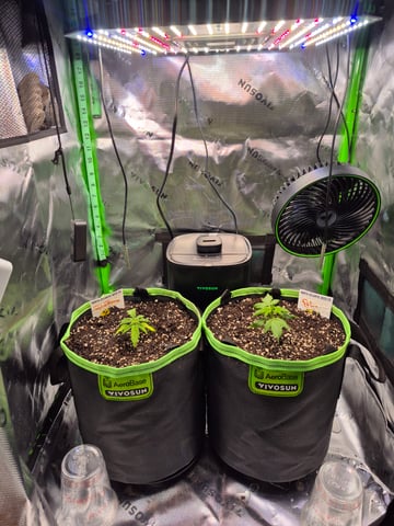 First "Auto" Grow — seedling_rooting, day 16