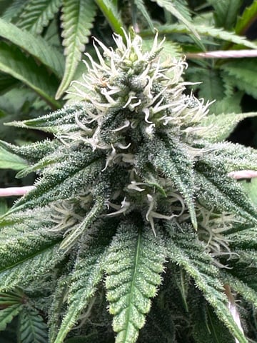 Grow#2 — flower, day 67