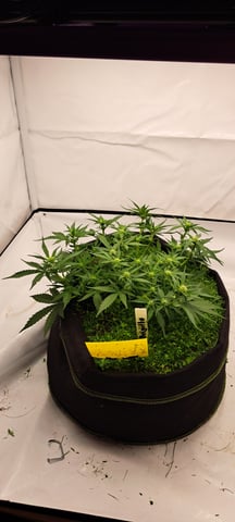 First Grow with the new setup  — auto, day 41
