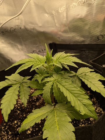 first grow — vegetative, day 17
