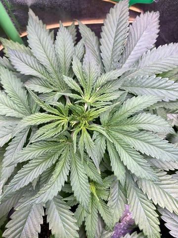 The White X Run Away Bride #3 — vegetative, day 42