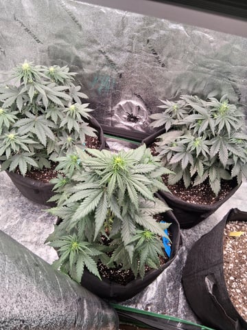 Lemon Cherry Cookies, Purple Haze and Strawberry Gorilla Grows — vegetative, day 61