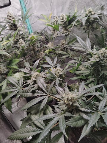 LSD Auto — flower, day 51