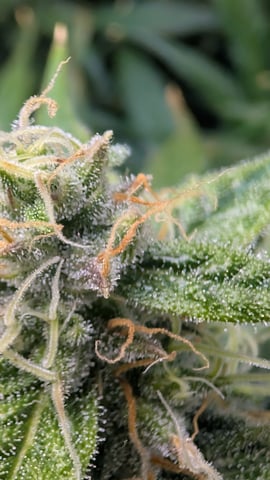 Grow 1 — flower, day 63