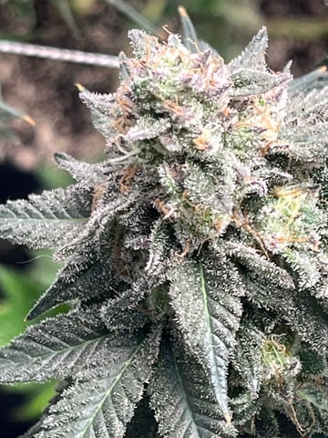 Rookie — none, day 38