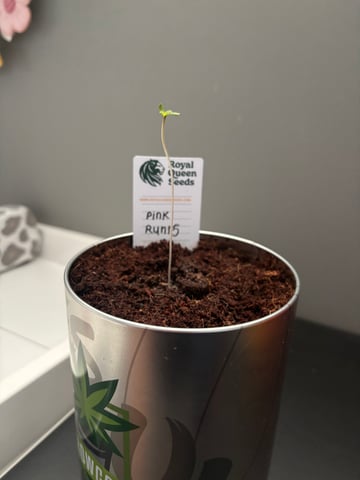banana x Pink runtz — seedling_rooting, day 5
