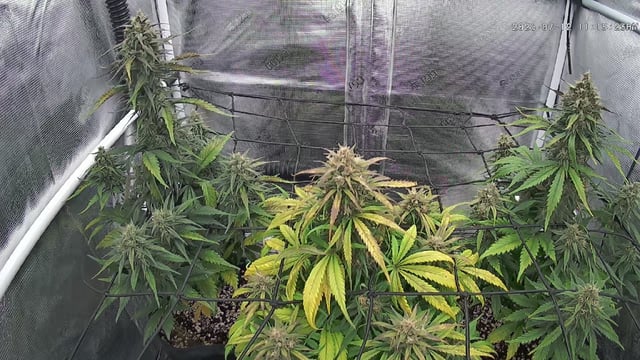 FastBuds-Auto Mix Pack-Quad Mystery — flower, day 57