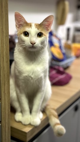 Cabana do Gato — seedling_rooting, day 12