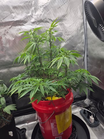 First Grow — vegetative, day 11