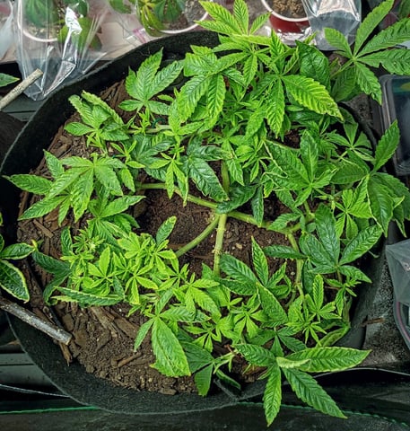 Purple Plum Perfect 💜 & 2 Grape Runtz 🍇 Mainlining garden.  — vegetative, day 136