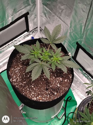 Grow Budz — vegetative, day 27