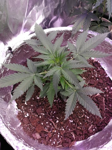 AWC  — flower, day 32