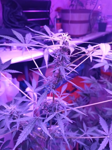 aurora auto — flower, day 68