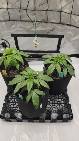 ethos genetics  — vegetative, day 19