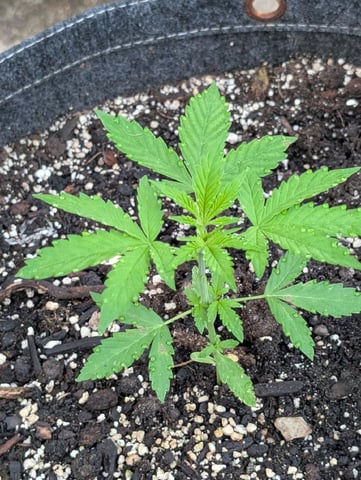 Gorilla Cookies Auto — seedling_rooting, day 19