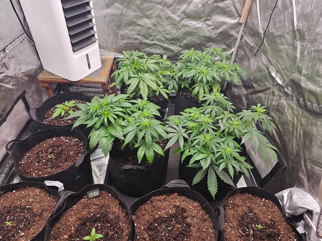 round 2 — flower, day 121