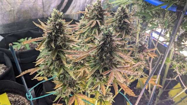 Mixed Grow — flower, day 126