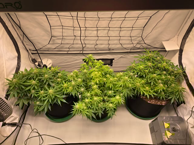 Purple Skunk 3 x 5  — flower, day 64