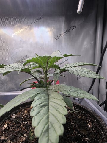 Granny Candy and PLCG — vegetative, day 27