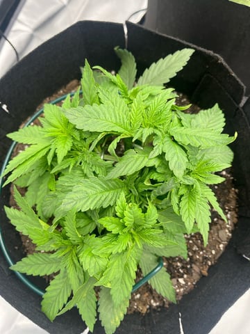 best budz — vegetative, day 10